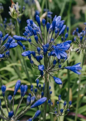 Agapanthus Brilliant Blue