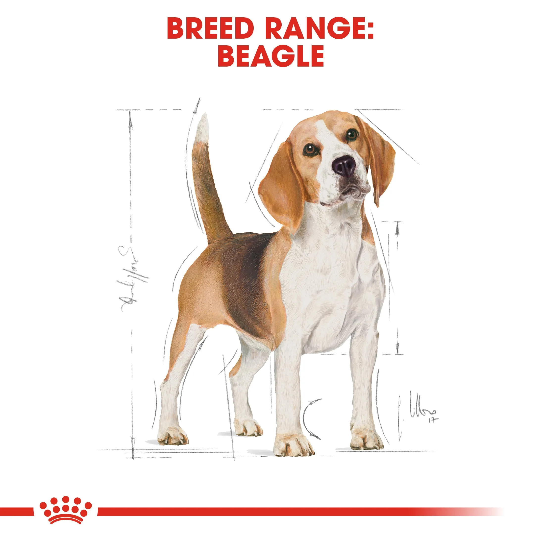 Royal Canin Beagle