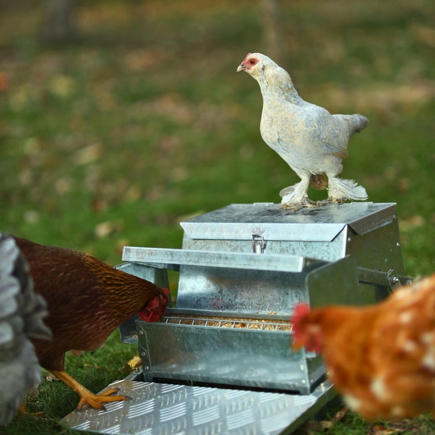 Steel Chicken Feeder - 20Lbs Feed Capacity
